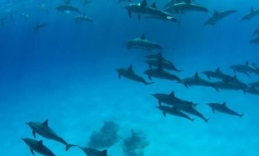 Dolphin